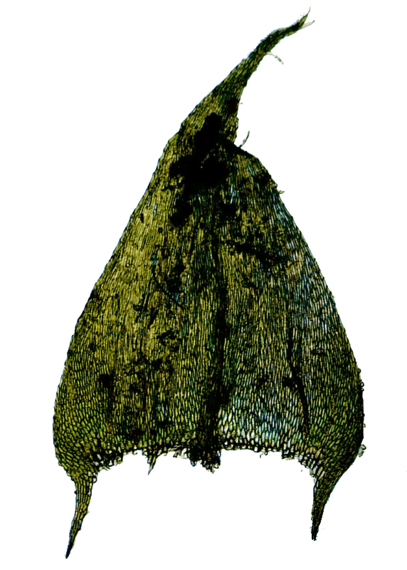 Brachythecium erythrorrhizon